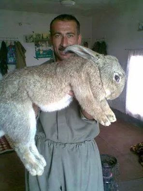 Awesome Rabbit